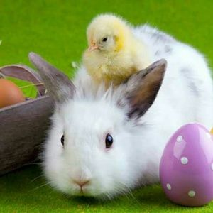 Meet your Posher, Kim